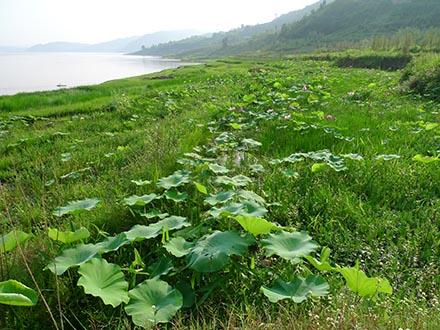 修复库区植被取得成效 根治三峡"牛皮癣"有良方-中新网